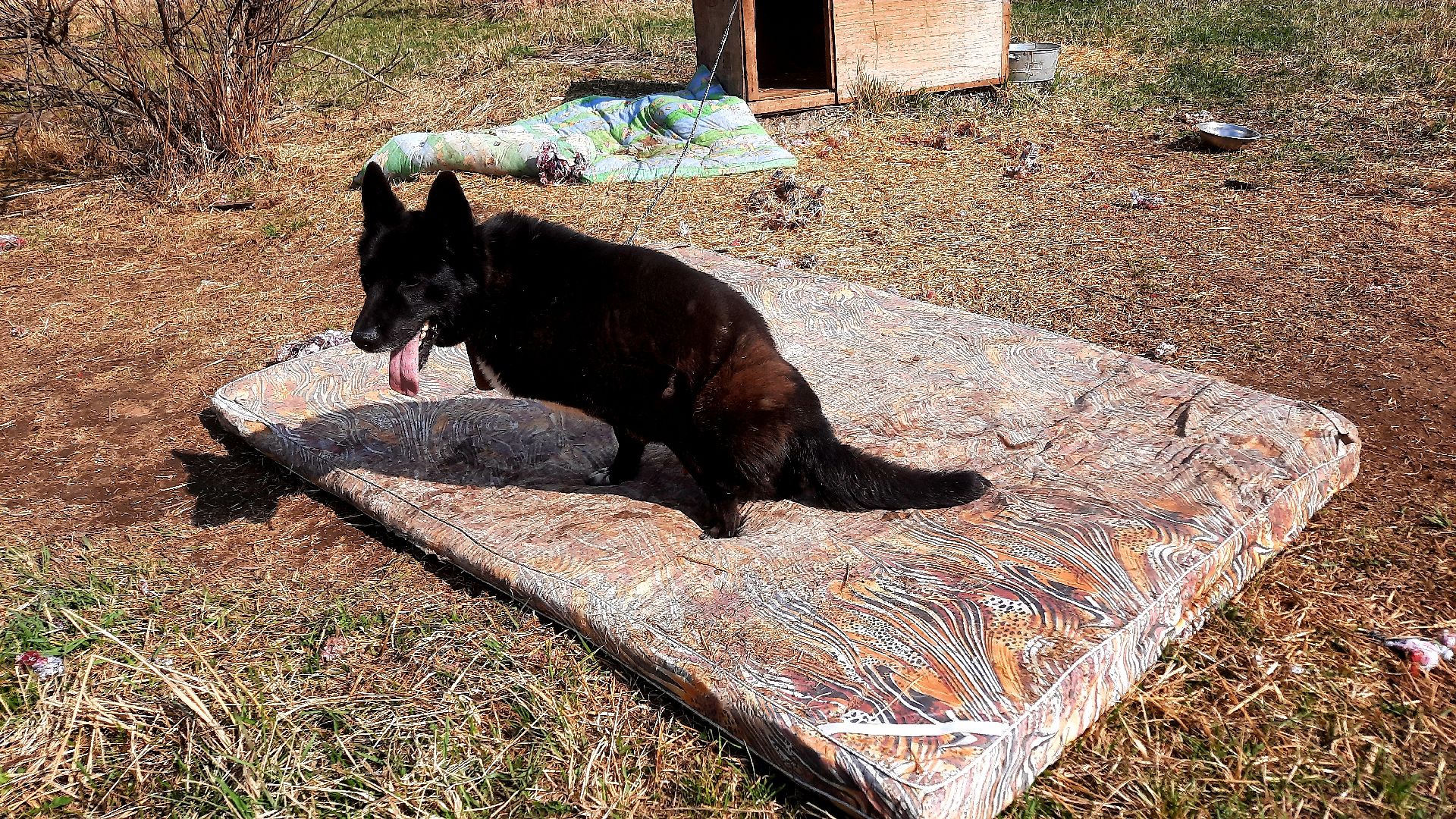 Приют для животных, волонтёры, собаки-инвалиды, Наро-Фоминск