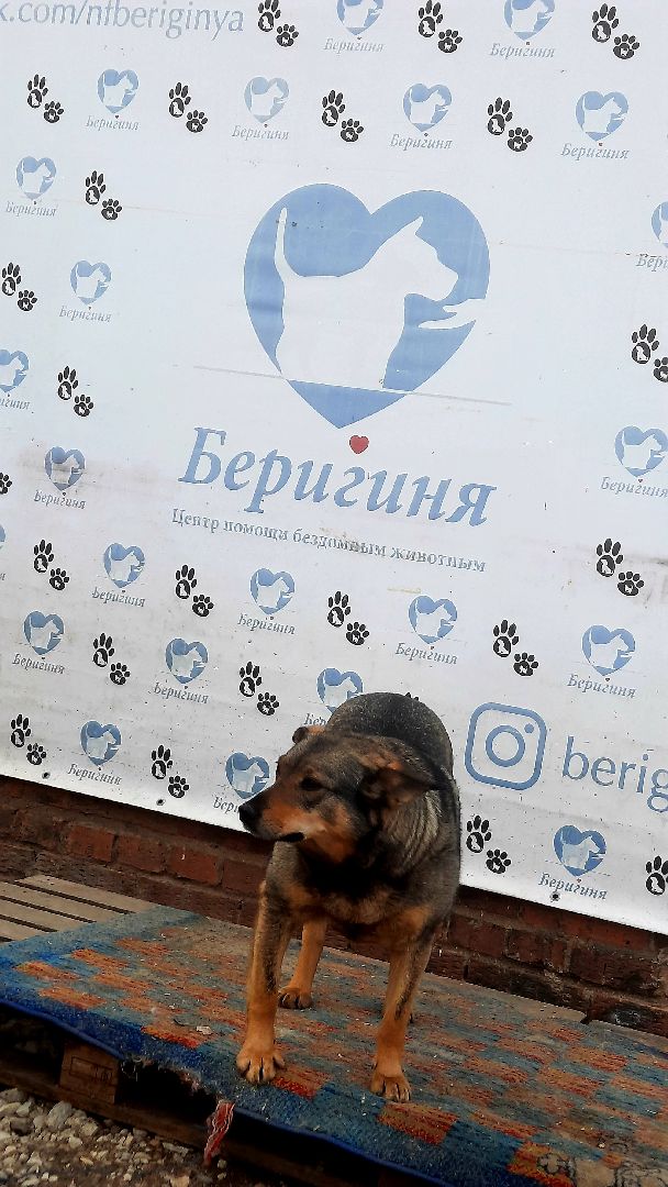 Приют для животных, волонтёры, собаки-инвалиды, Наро-Фоминск