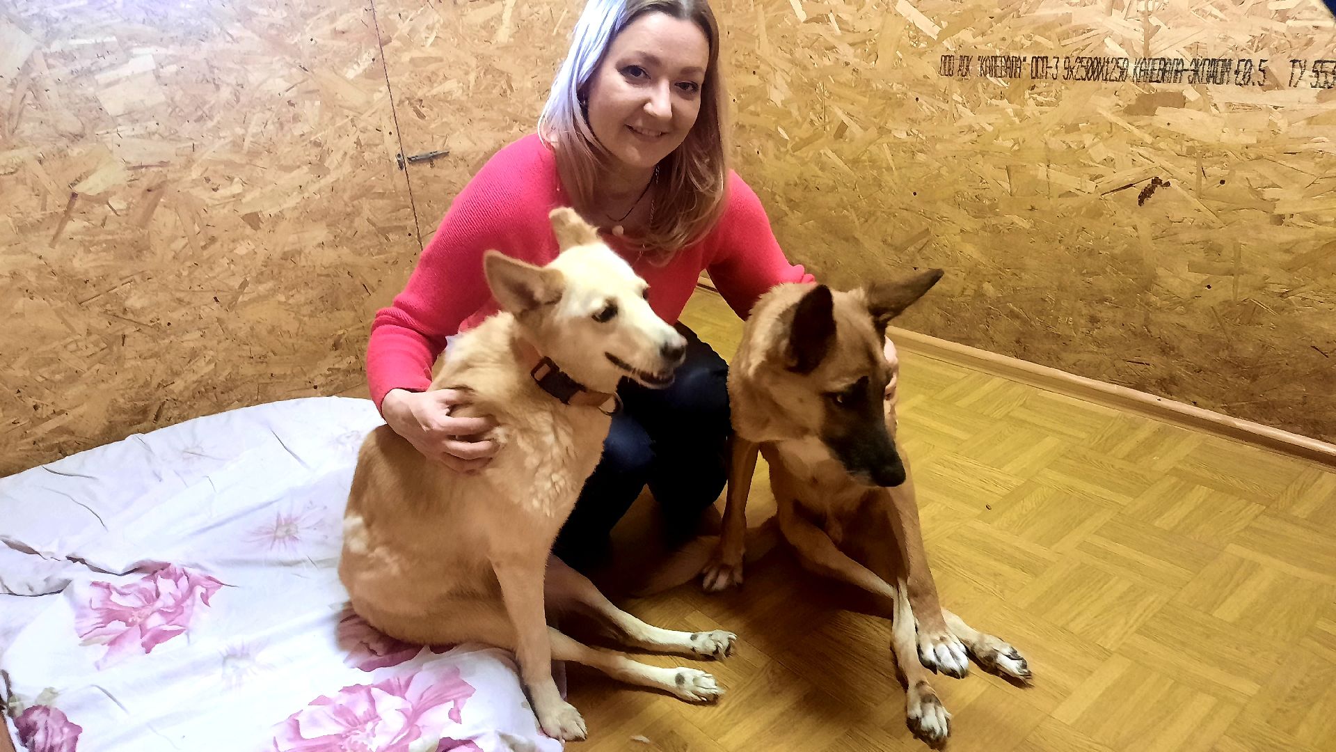 Приют для животных, волонтёры, собаки-инвалиды, Наро-Фоминск