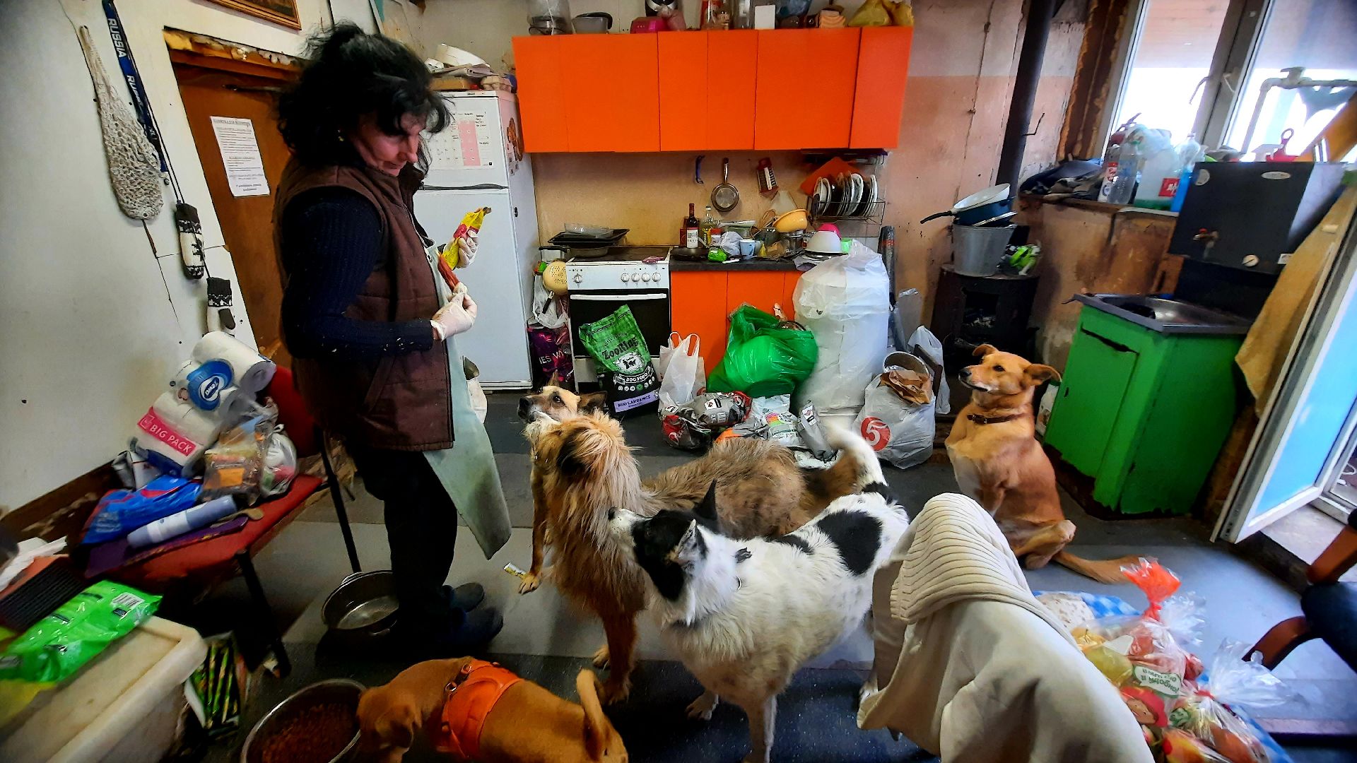 Приют для животных, волонтёры, собаки-инвалиды, Наро-Фоминск