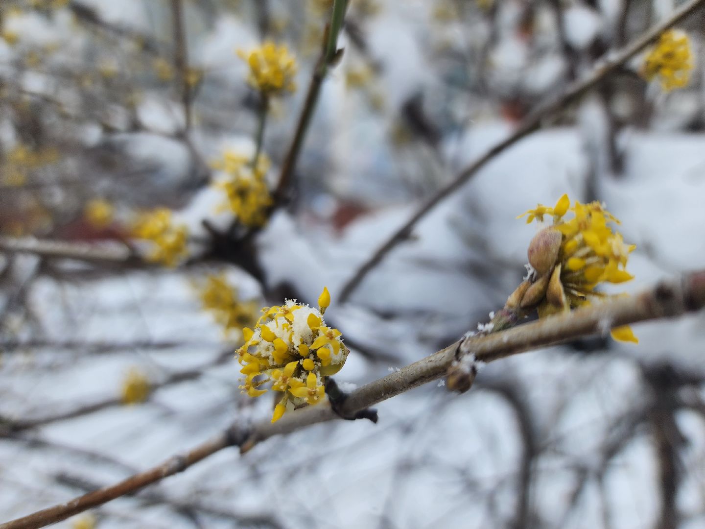 королёв, метель, уборка снега и наледи королев,