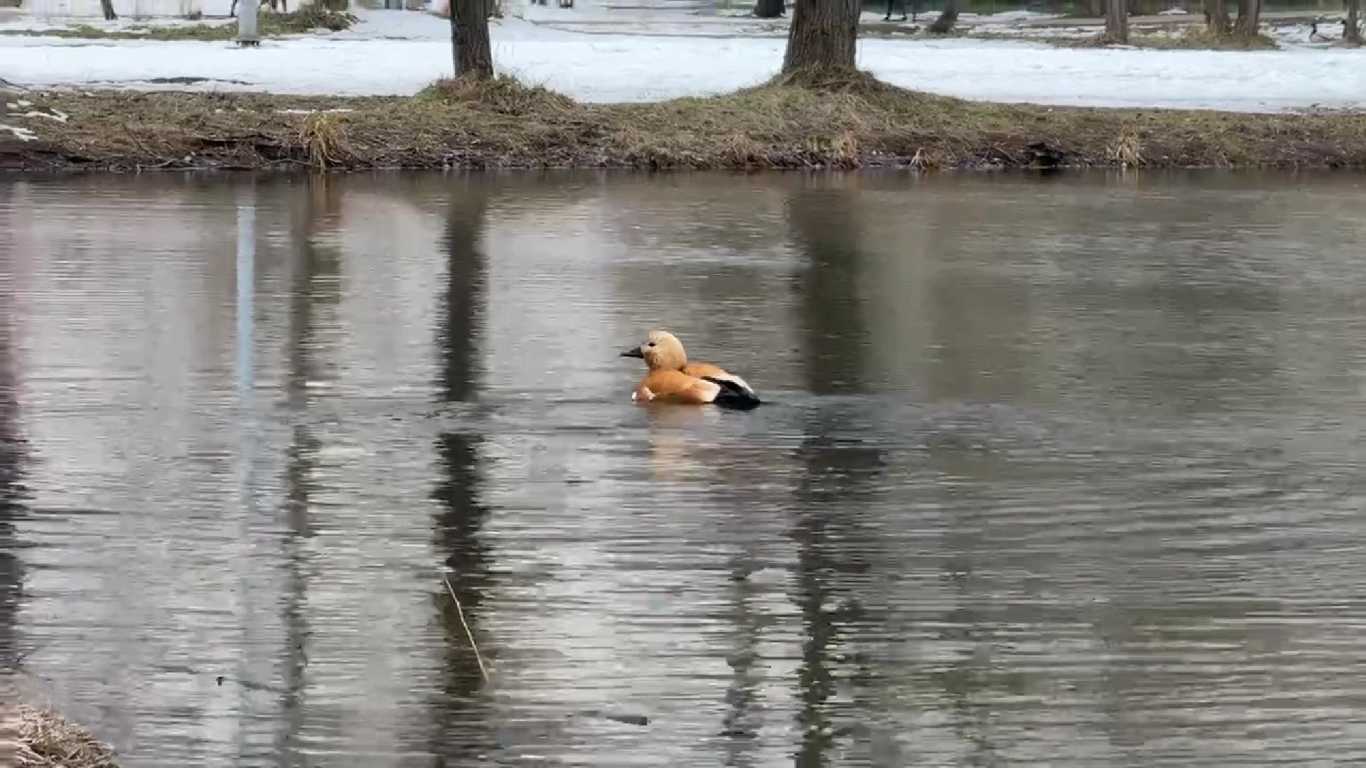 реутов, парк, Фабричный пруд, огари,утки,