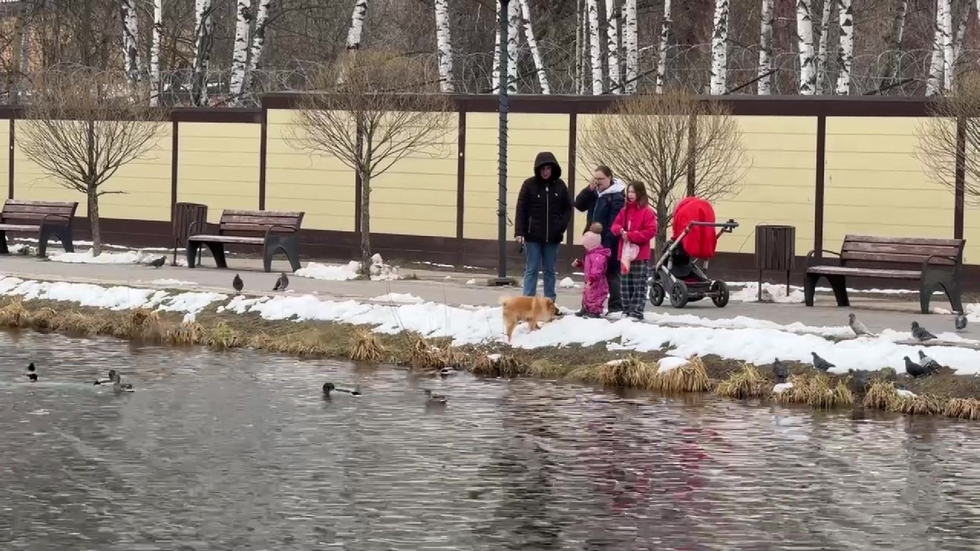 реутов, парк, Фабричный пруд, огари,утки,