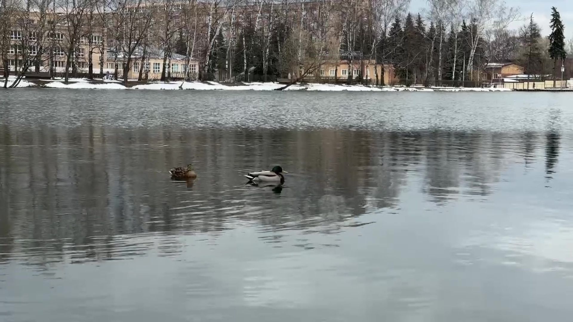 реутов, парк, Фабричный пруд, огари,утки,