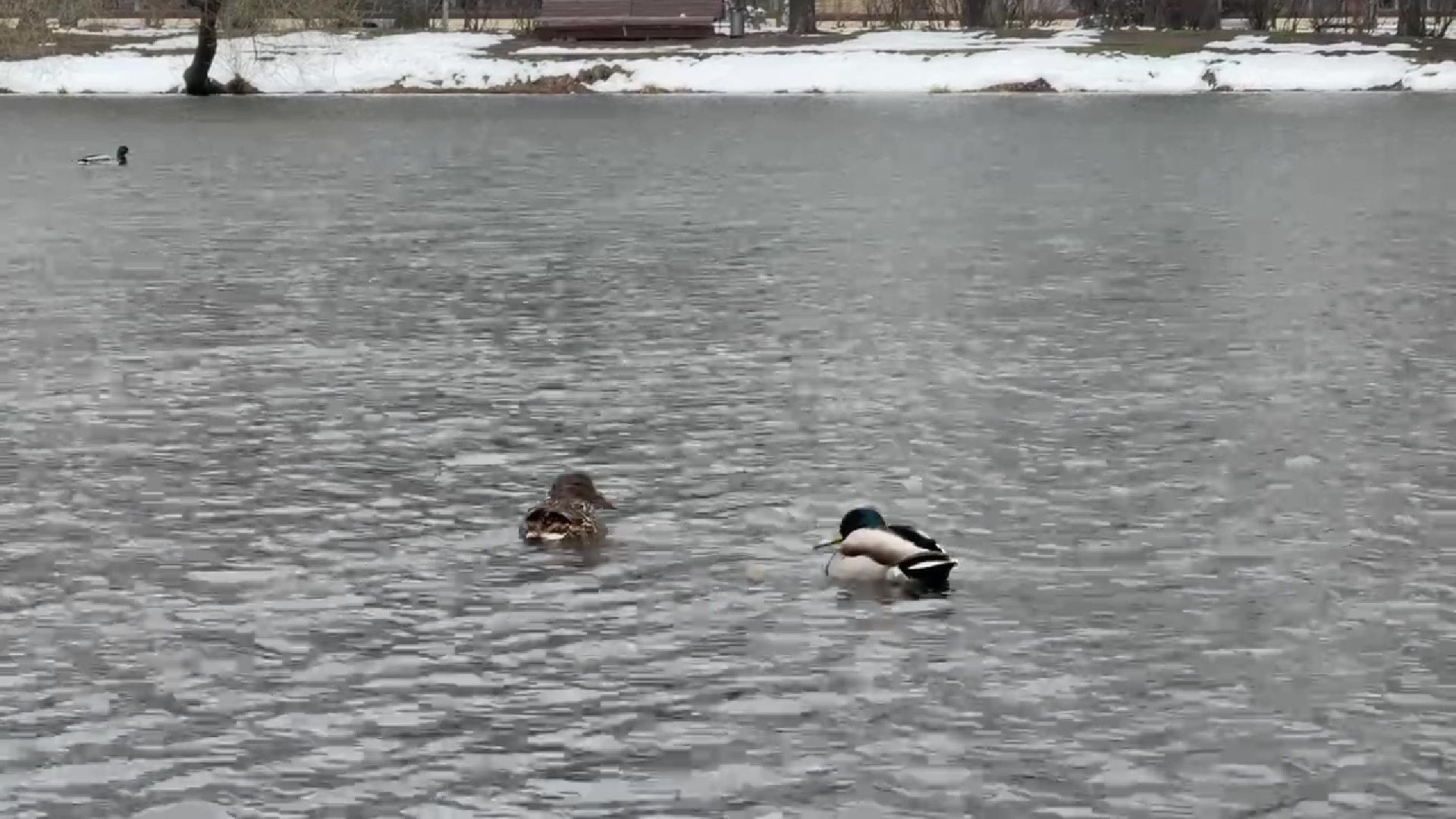 реутов, парк, Фабричный пруд, огари,утки,