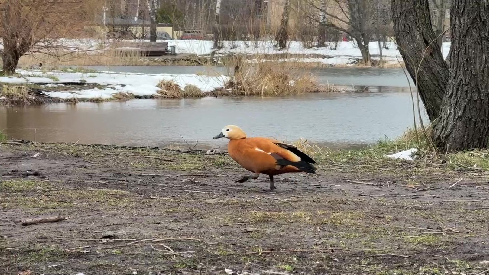 реутов, парк, Фабричный пруд, огари,утки,