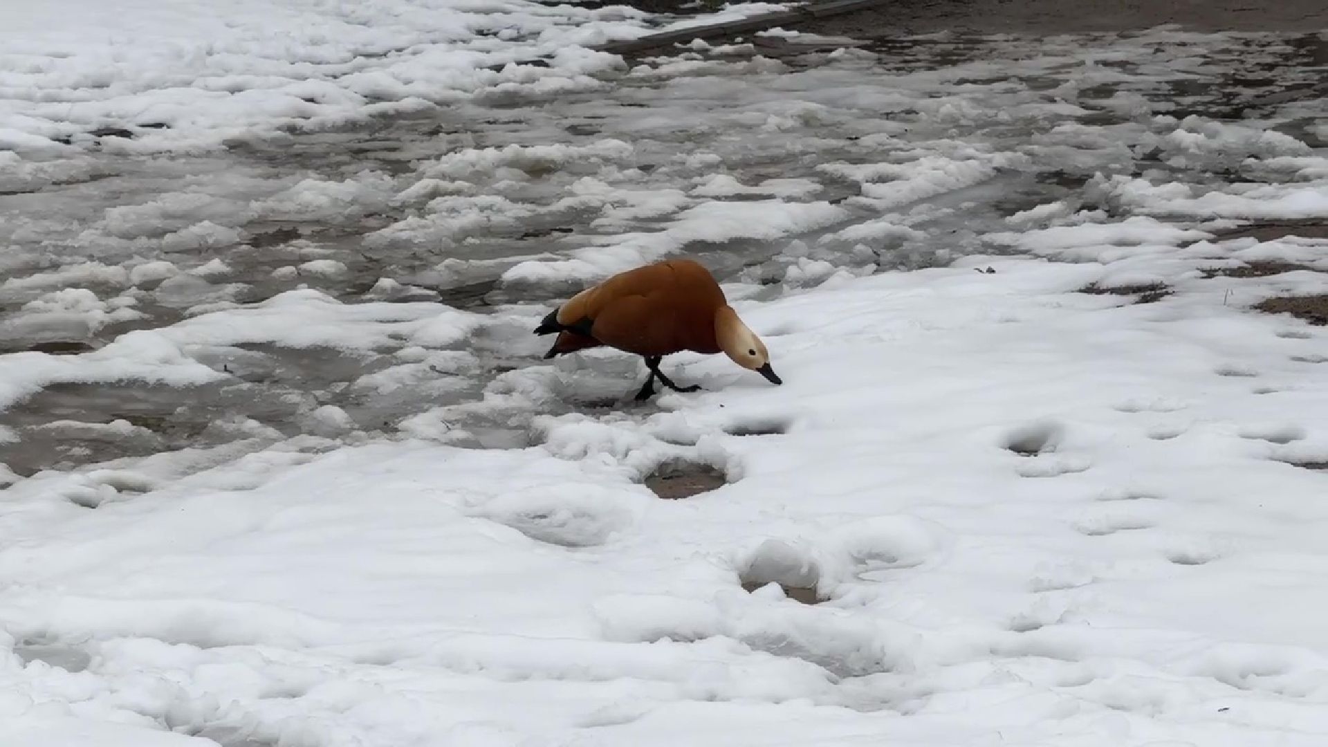 реутов, парк, Фабричный пруд, огари,утки,