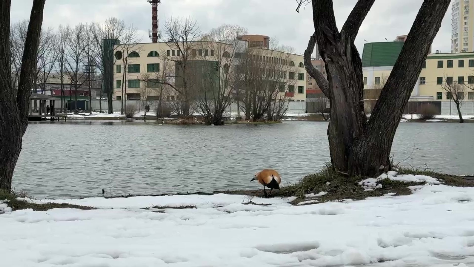 реутов, парк, Фабричный пруд, огари,утки,