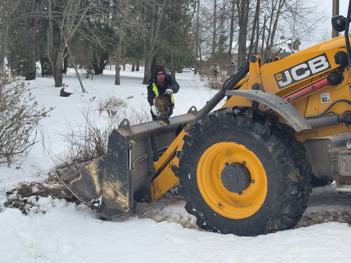 шаховская, выездная администиация, аварийное дерево,