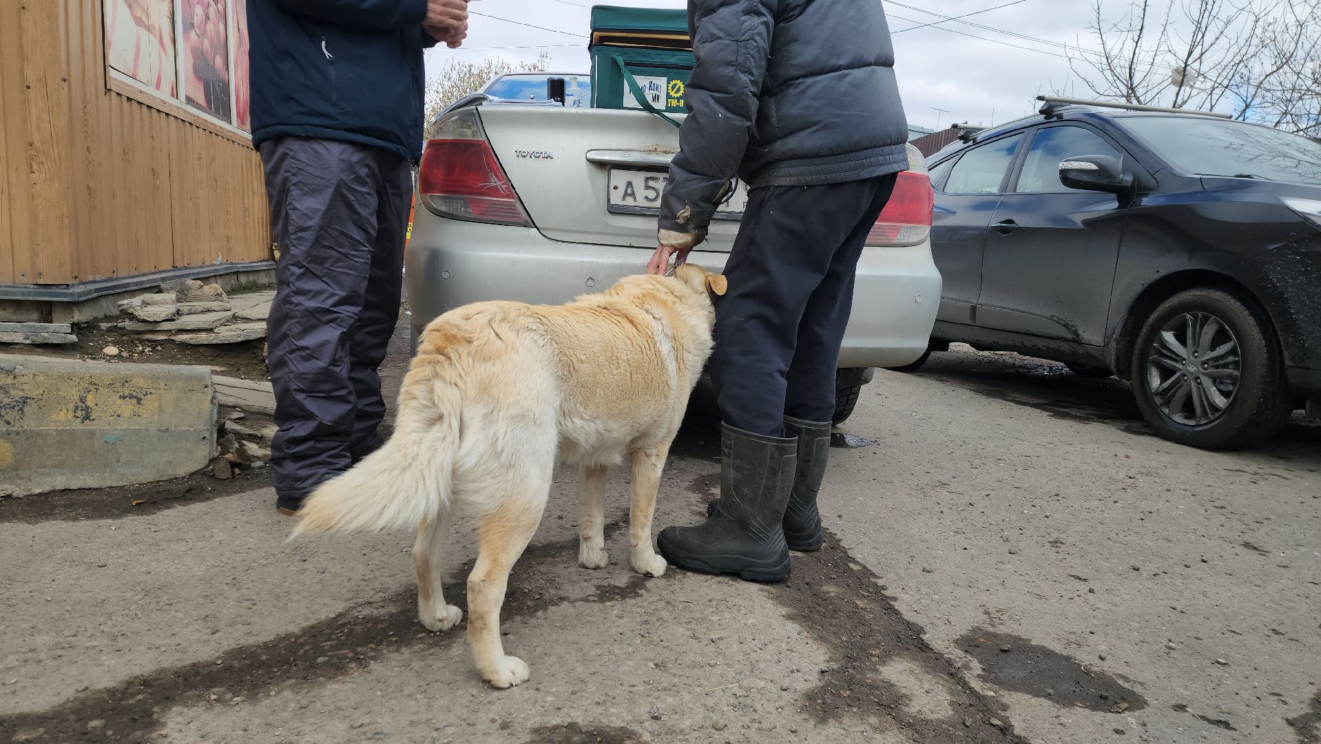 Химки, вакцинация животных, вакцинация от бешенства,