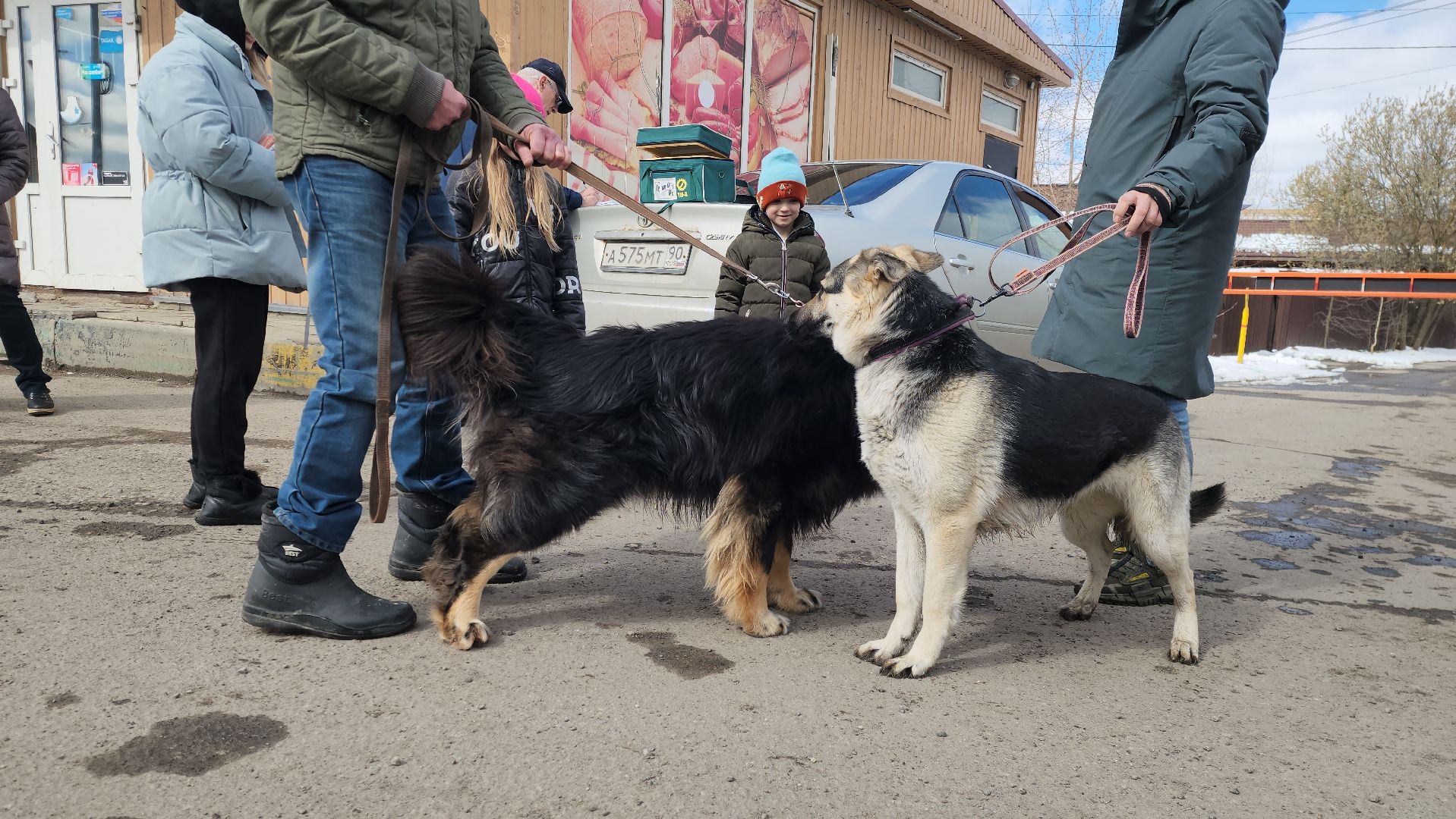Химки, вакцинация животных, вакцинация от бешенства,