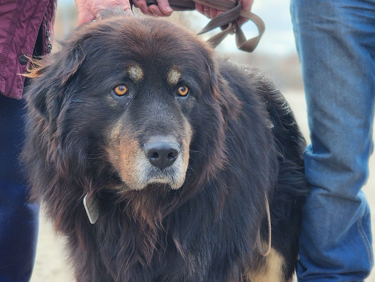 Химки, вакцинация животных, вакцинация от бешенства,