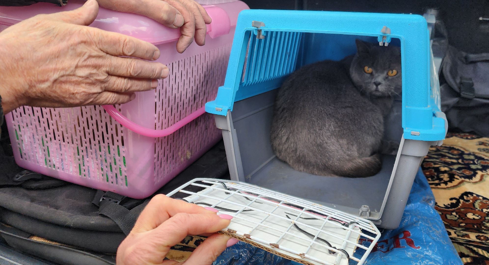 Химки, вакцинация животных, вакцинация от бешенства,