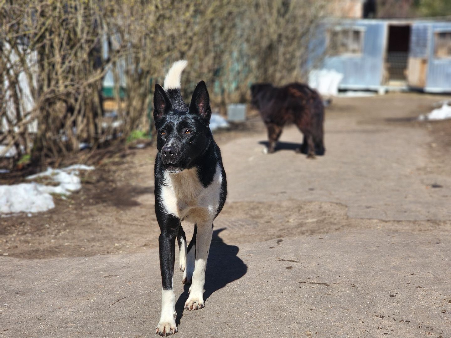 дубна,  приют для собак, верный друг, субботник,