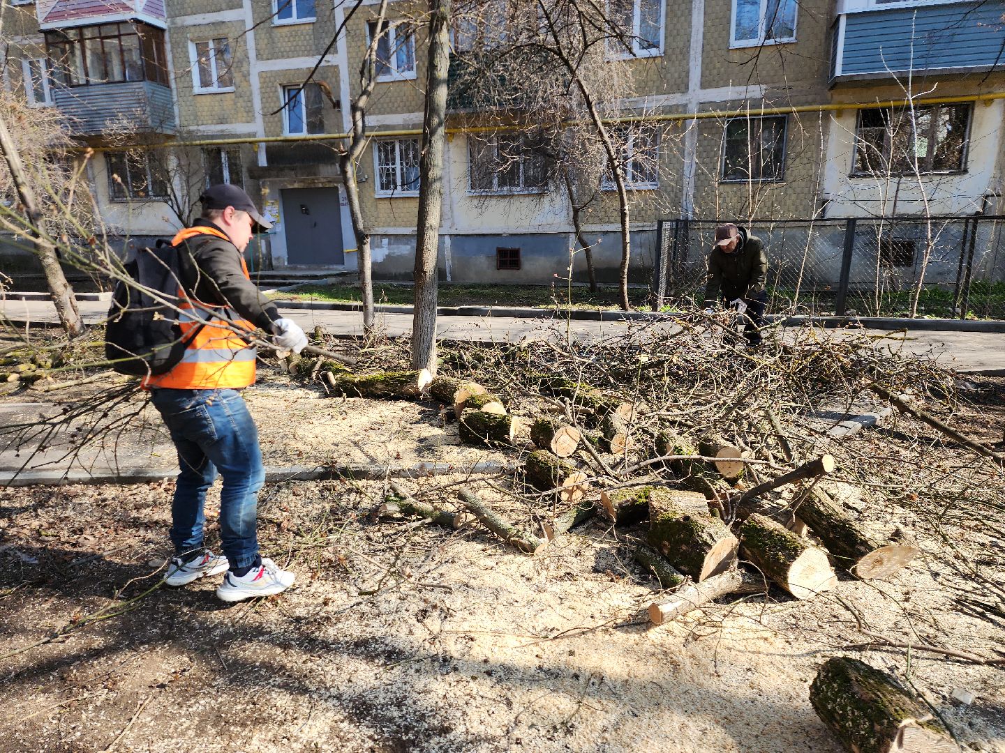 серпухов, подмосковье, убрали дерево,