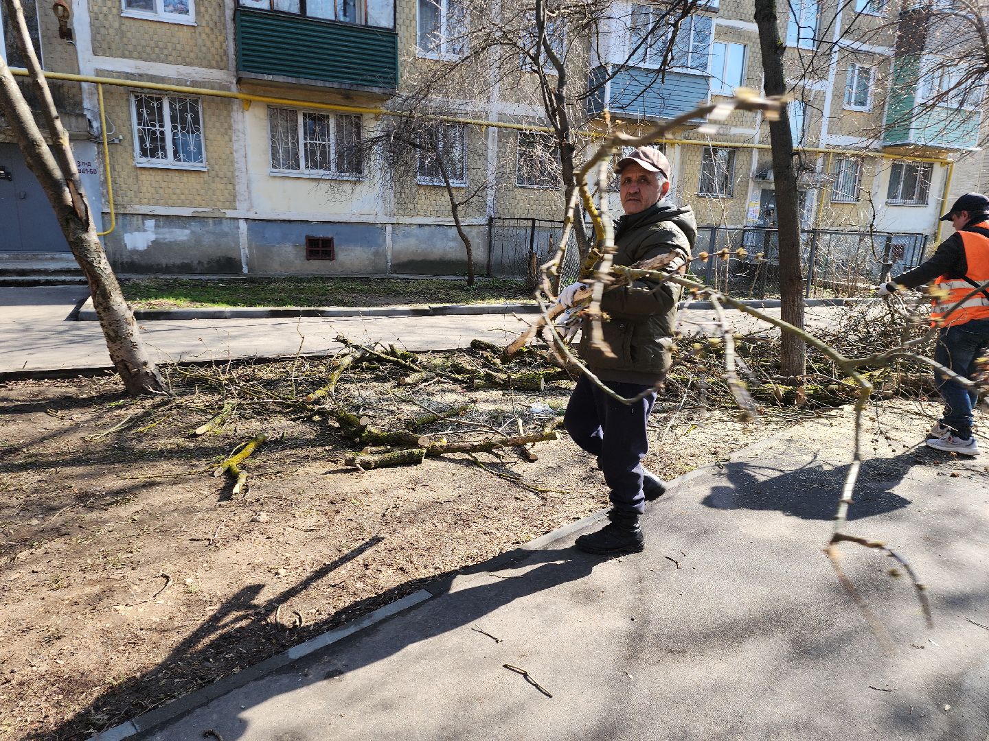 серпухов, подмосковье, убрали дерево,