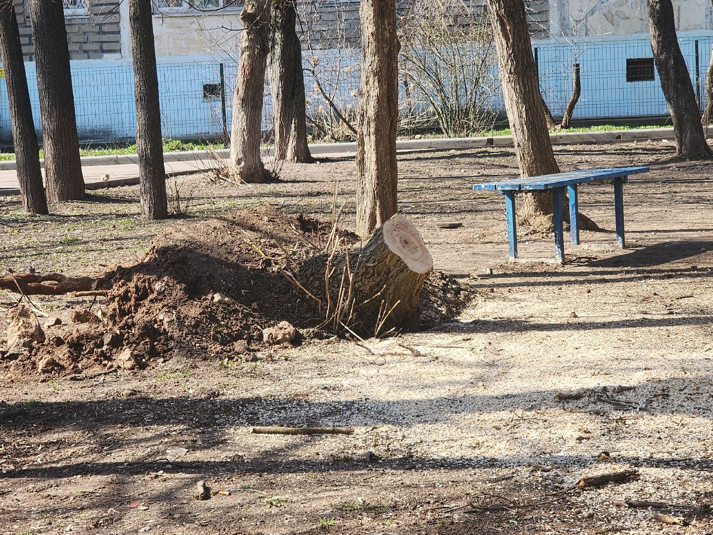 серпухов, подмосковье, убрали дерево,