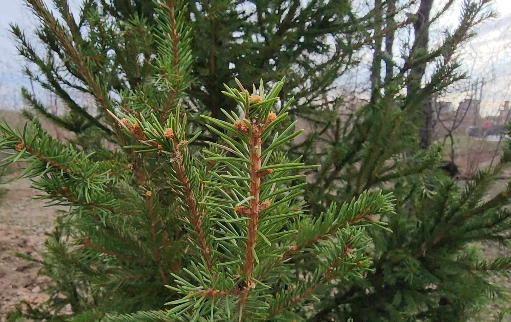 Благоустройство, Лес, Деревья, Кустарники,