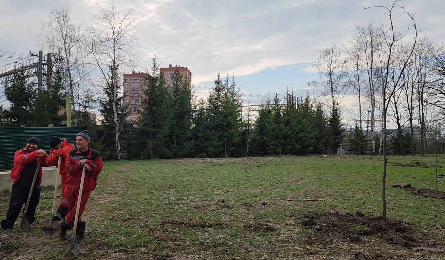 Благоустройство, Лес, Деревья, Кустарники,