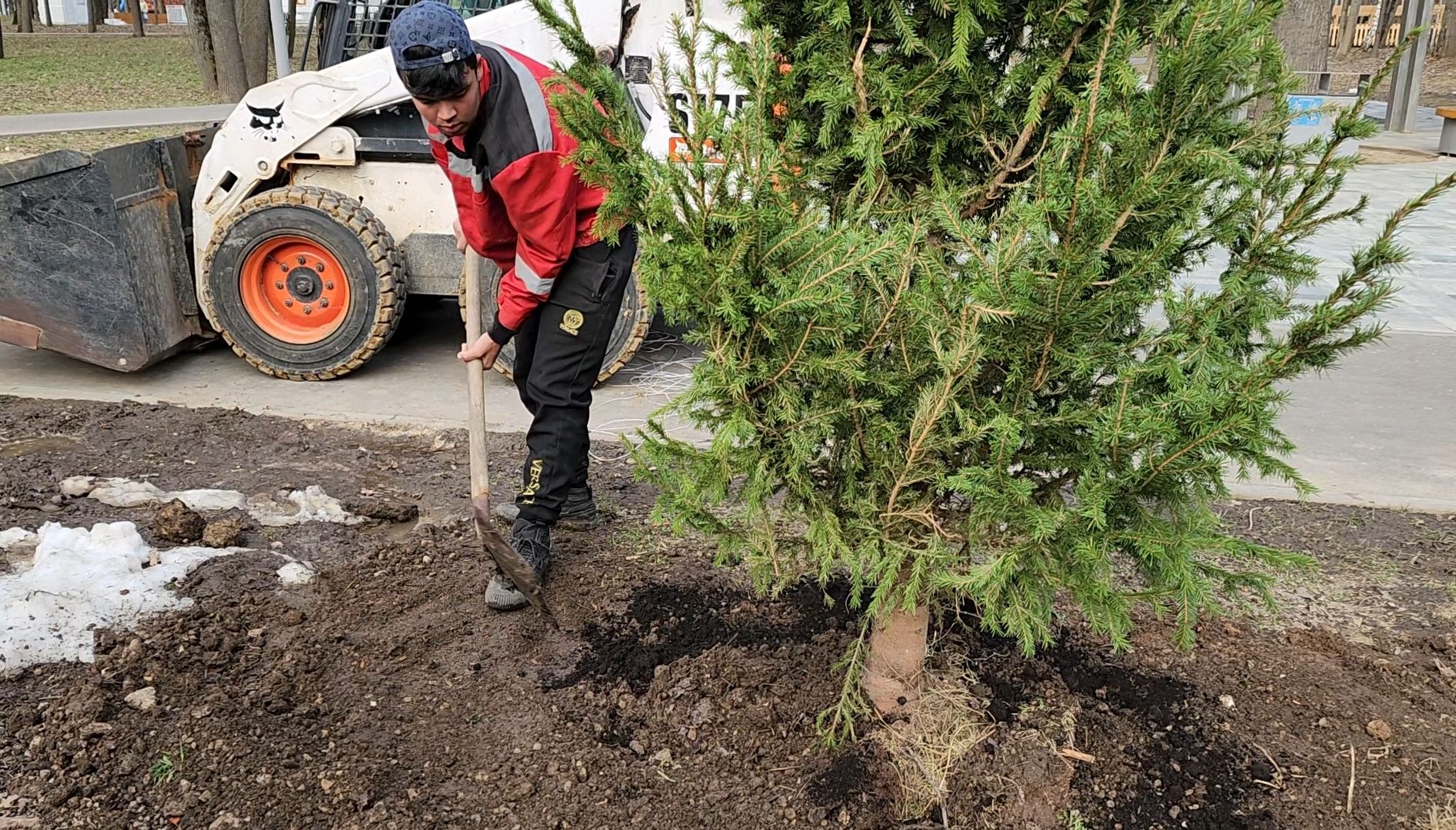Благоустройство, Лес, Деревья, Кустарники,
