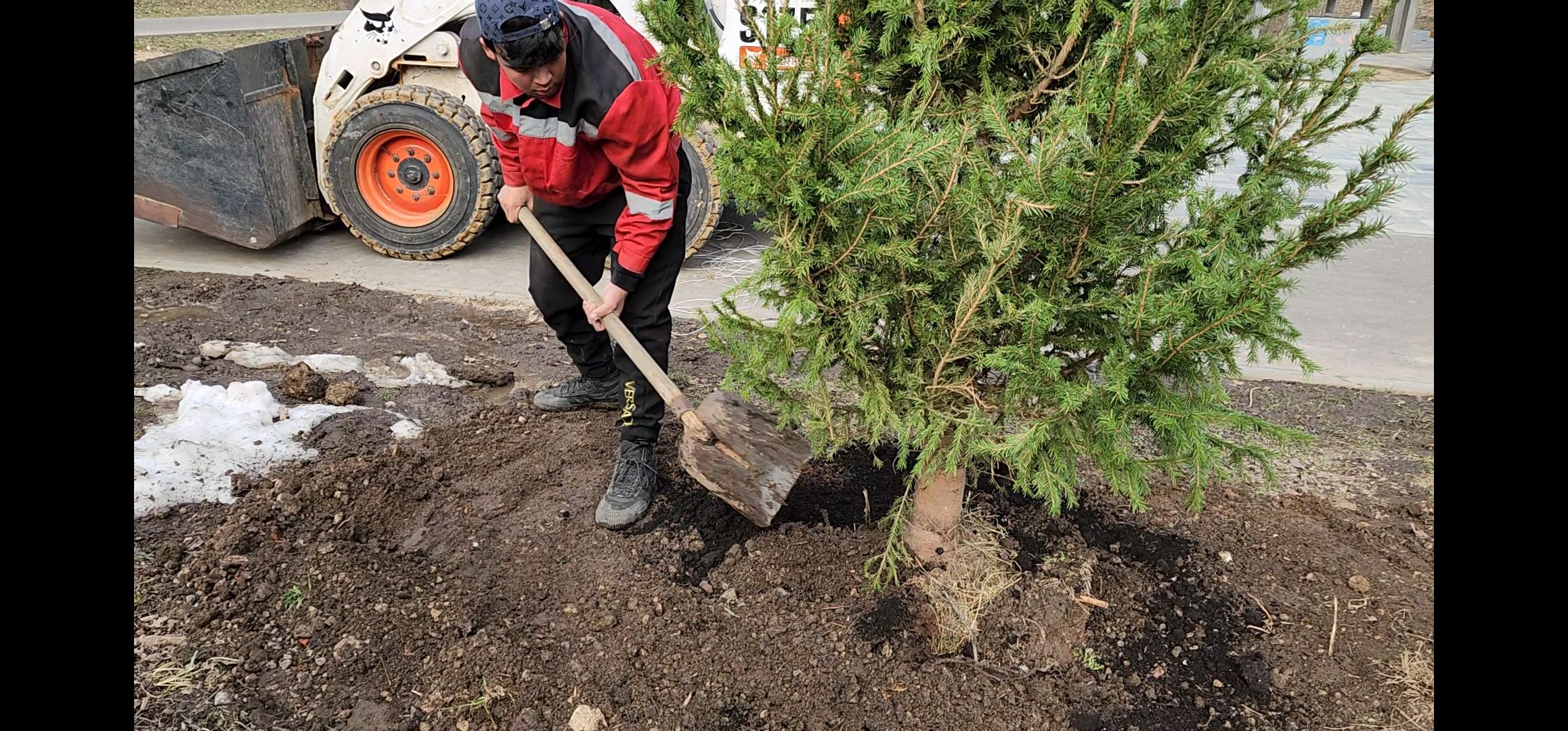 Благоустройство, Лес, Деревья, Кустарники,