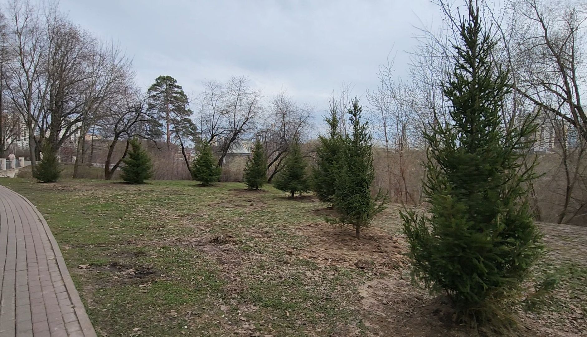 Благоустройство, Лес, Деревья, Кустарники,