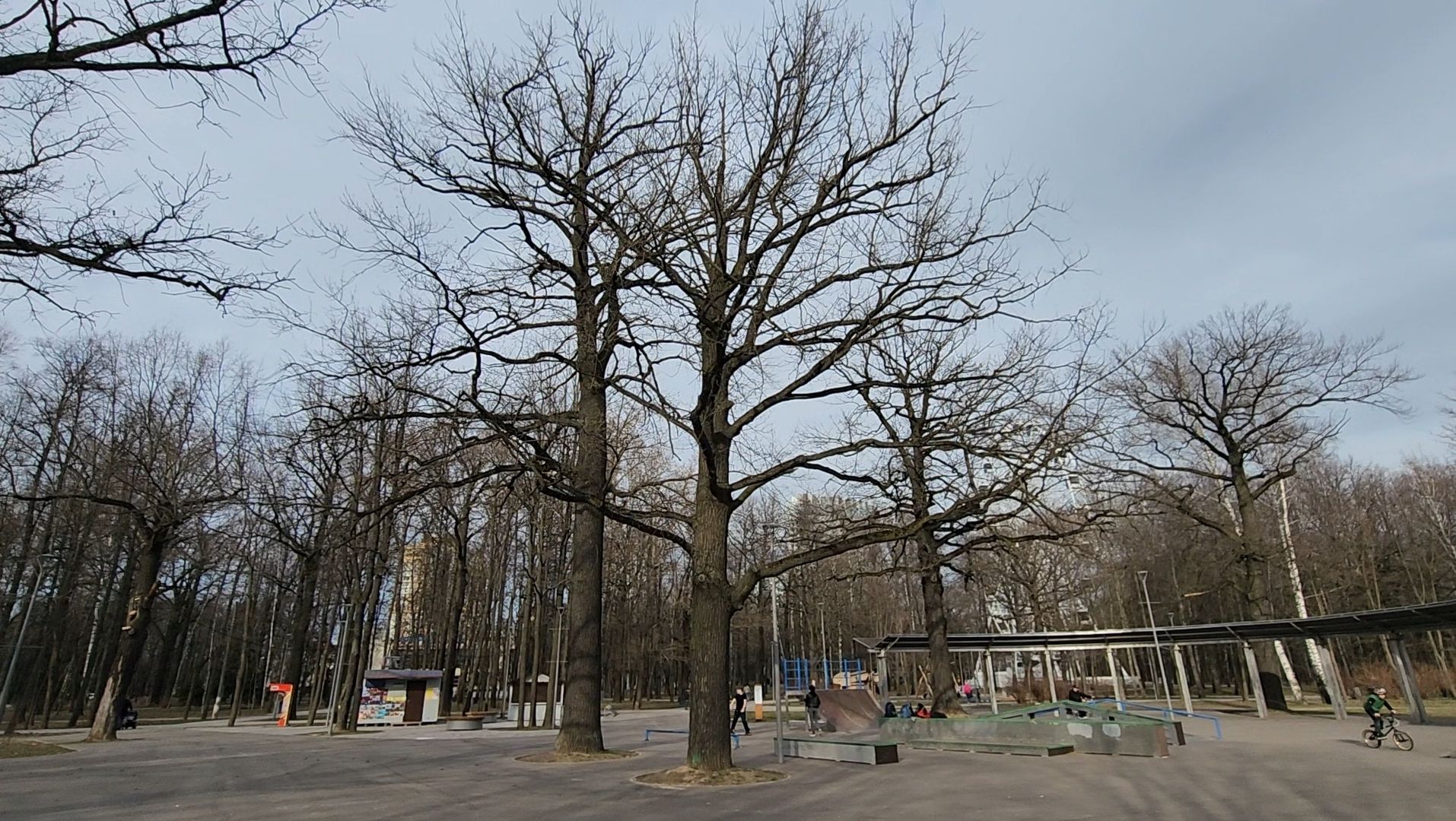 Благоустройство, Лес, Деревья, Кустарники,