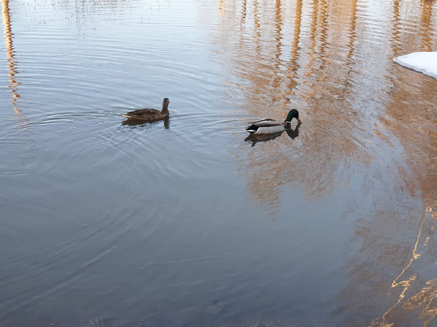 городской округ восход, утки, водоём,