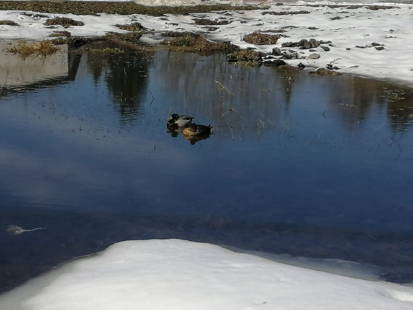 городской округ восход, утки, водоём,