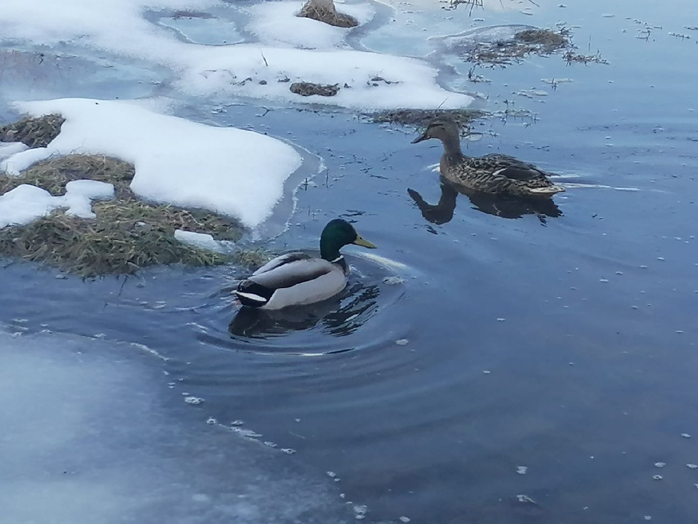 городской округ восход, утки, водоём,
