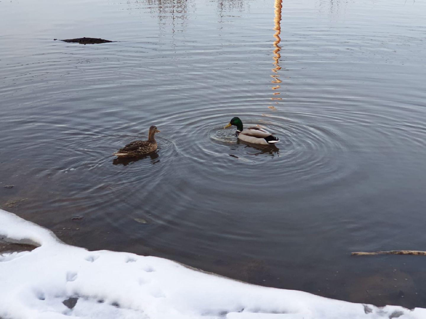 городской округ восход, утки, водоём,