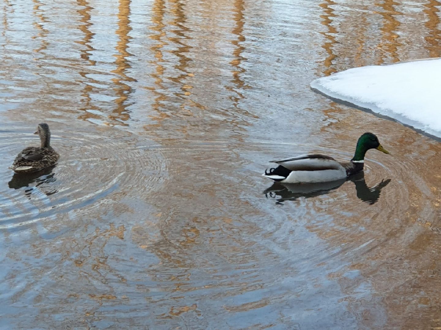 городской округ восход, утки, водоём,