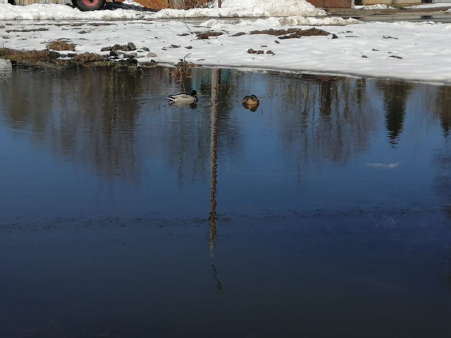 городской округ восход, утки, водоём,