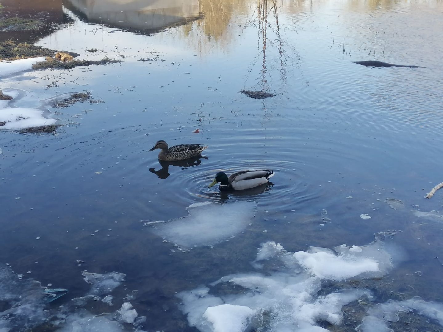 городской округ восход, утки, водоём,