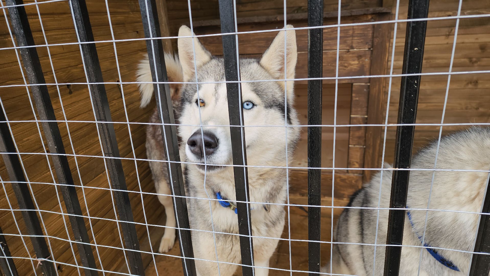 рузская аляска, хаски-деревня, хаски из белгорода, руза,