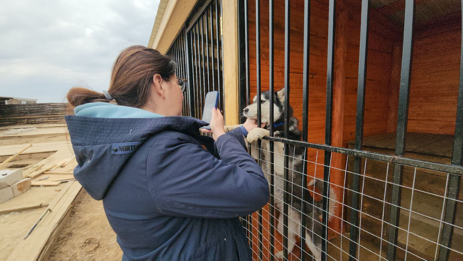 рузская аляска, хаски-деревня, хаски из белгорода, руза,