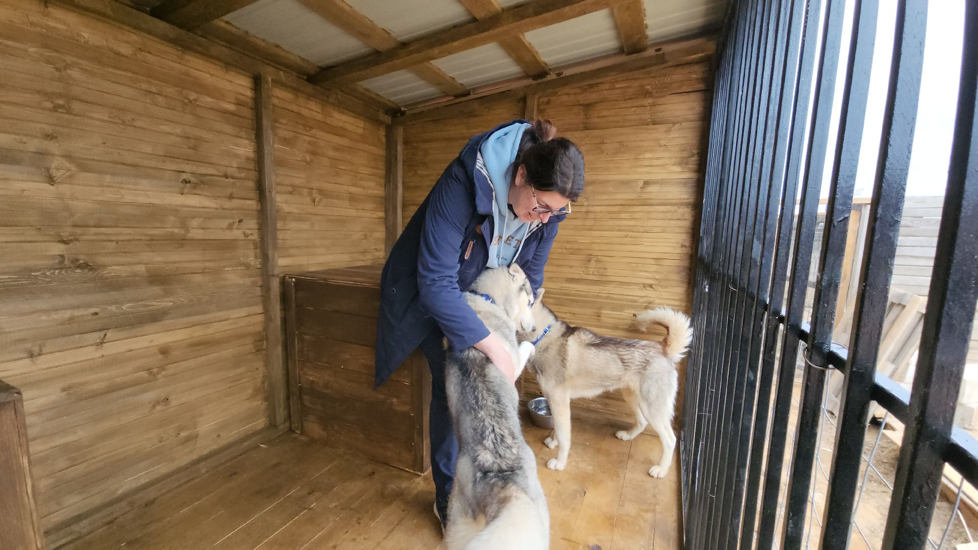 рузская аляска, хаски-деревня, хаски из белгорода, руза,