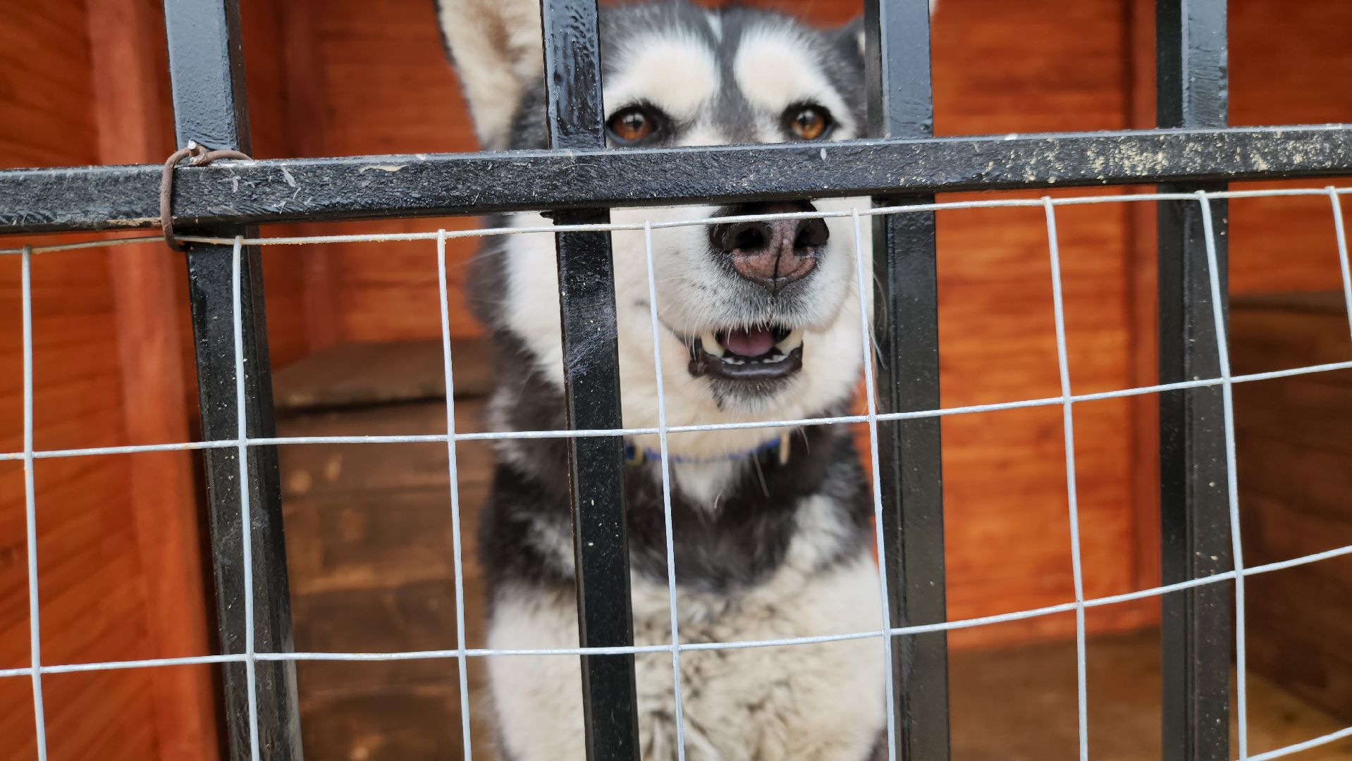 рузская аляска, хаски-деревня, хаски из белгорода, руза,