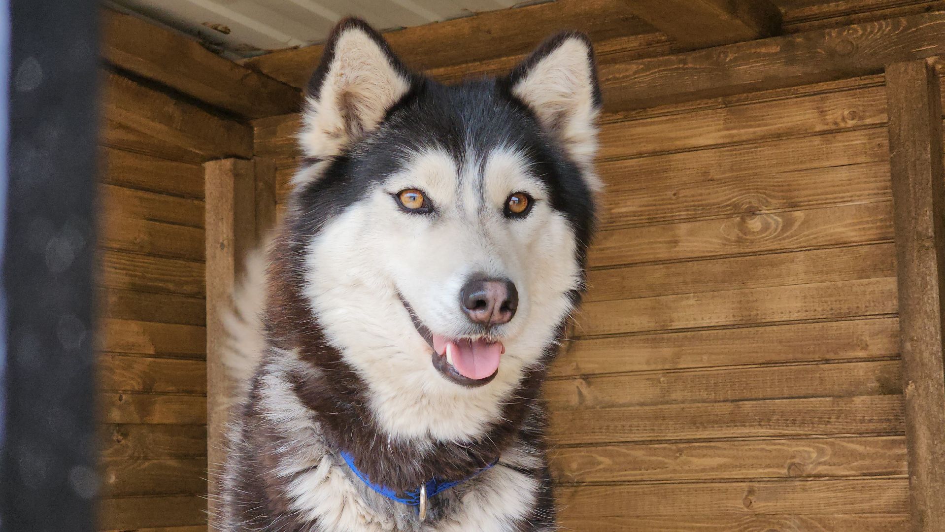 рузская аляска, хаски-деревня, хаски из белгорода, руза,