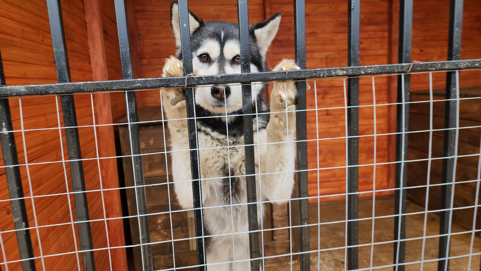 рузская аляска, хаски-деревня, хаски из белгорода, руза,