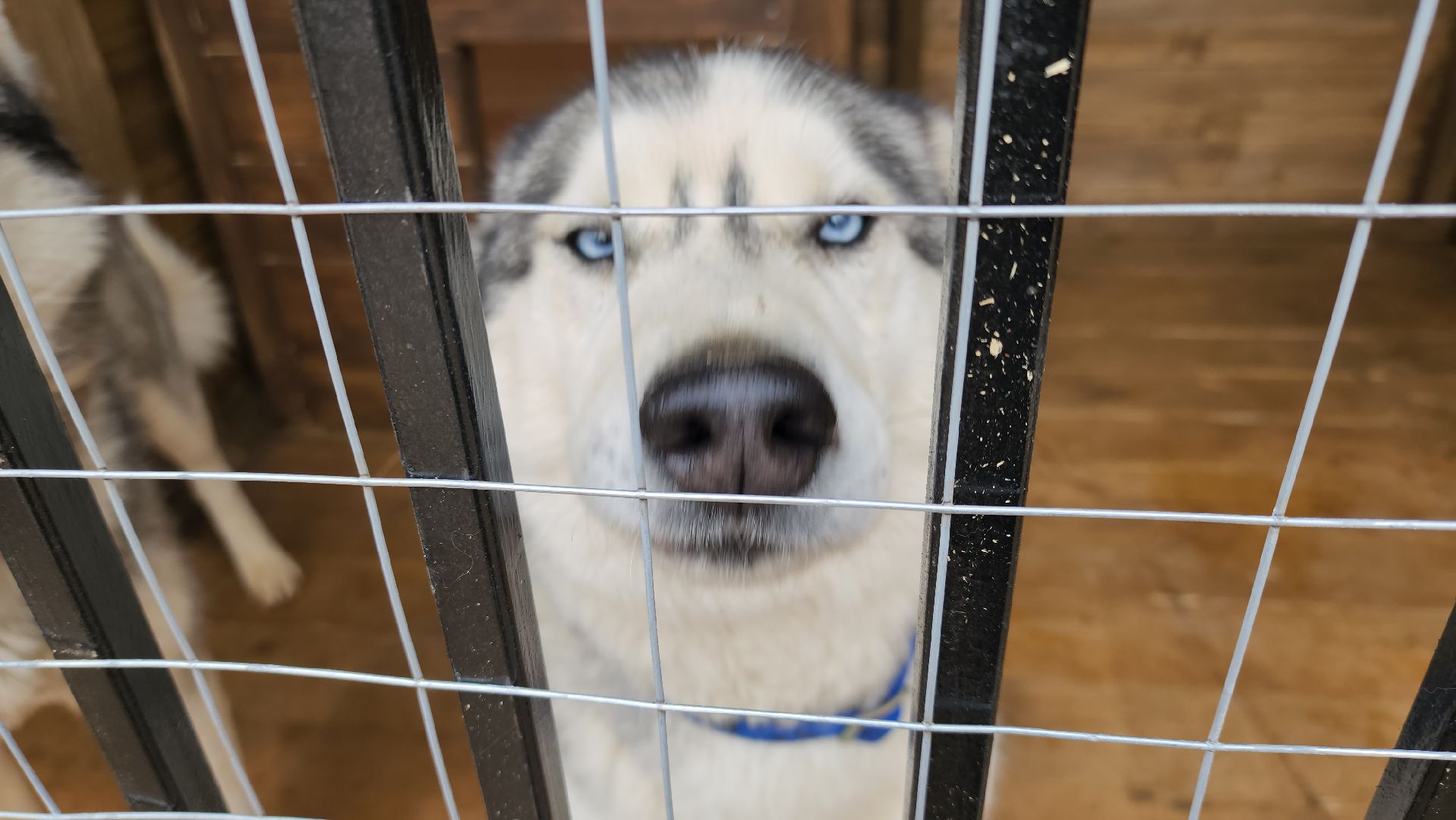 рузская аляска, хаски-деревня, хаски из белгорода, руза,