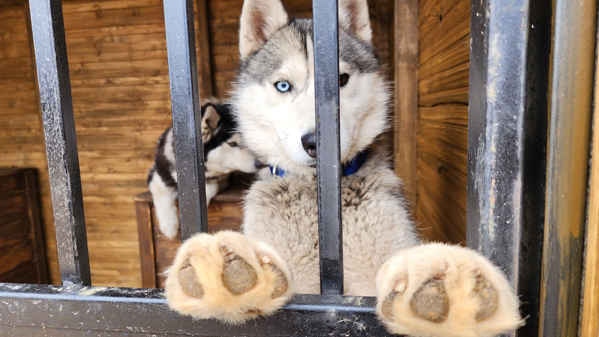 рузская аляска, хаски-деревня, хаски из белгорода, руза,