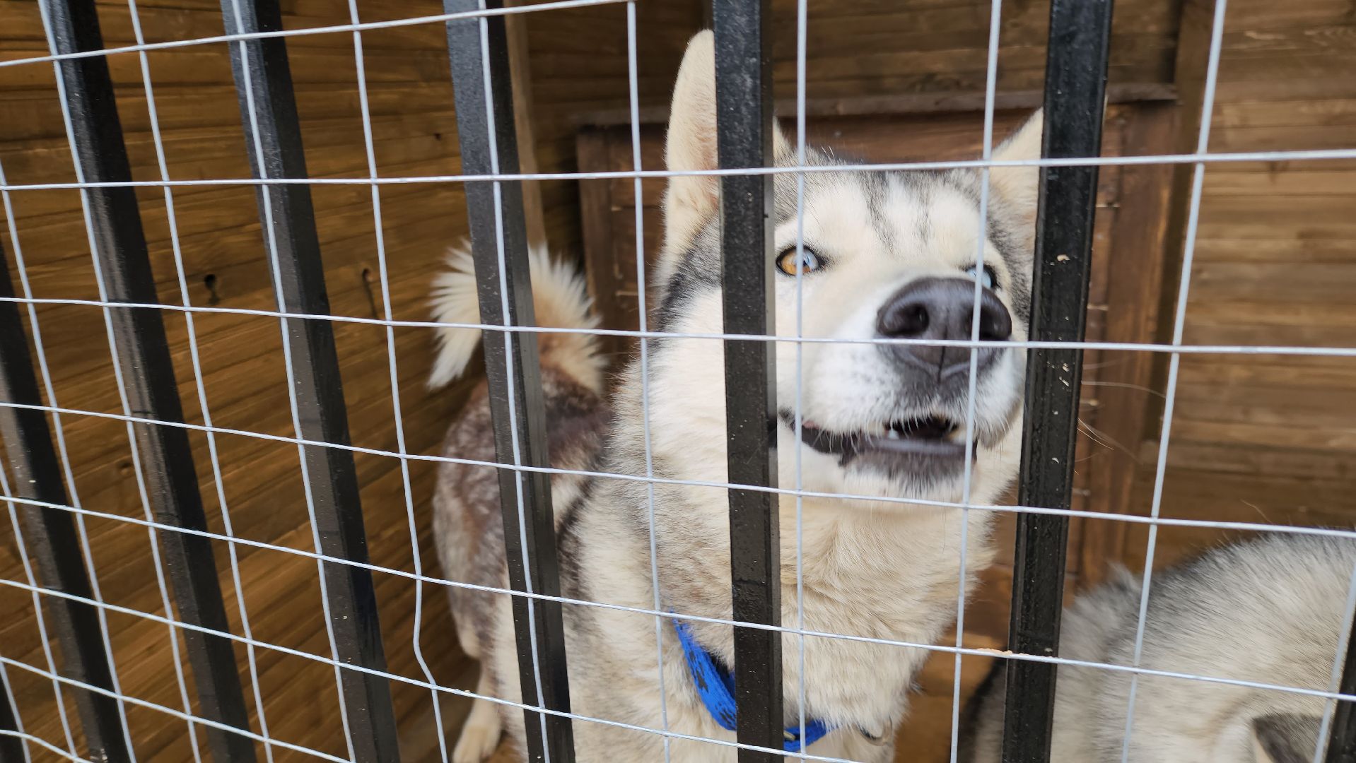 рузская аляска, хаски-деревня, хаски из белгорода, руза,