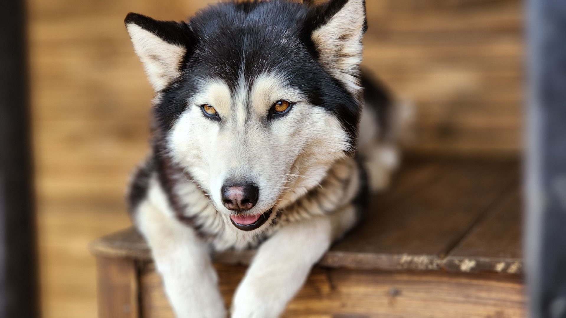 рузская аляска, хаски-деревня, хаски из белгорода, руза,