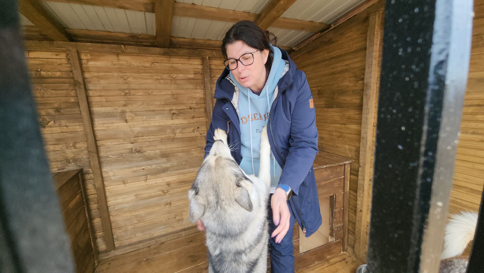 рузская аляска, хаски-деревня, хаски из белгорода, руза,