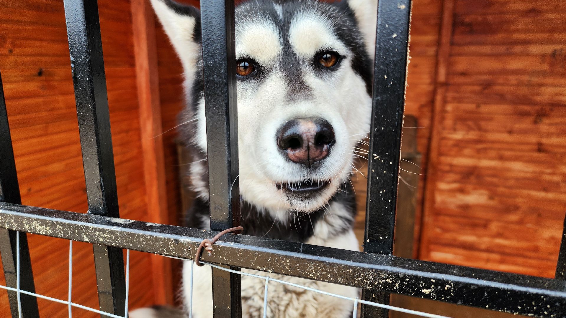 рузская аляска, хаски-деревня, хаски из белгорода, руза,