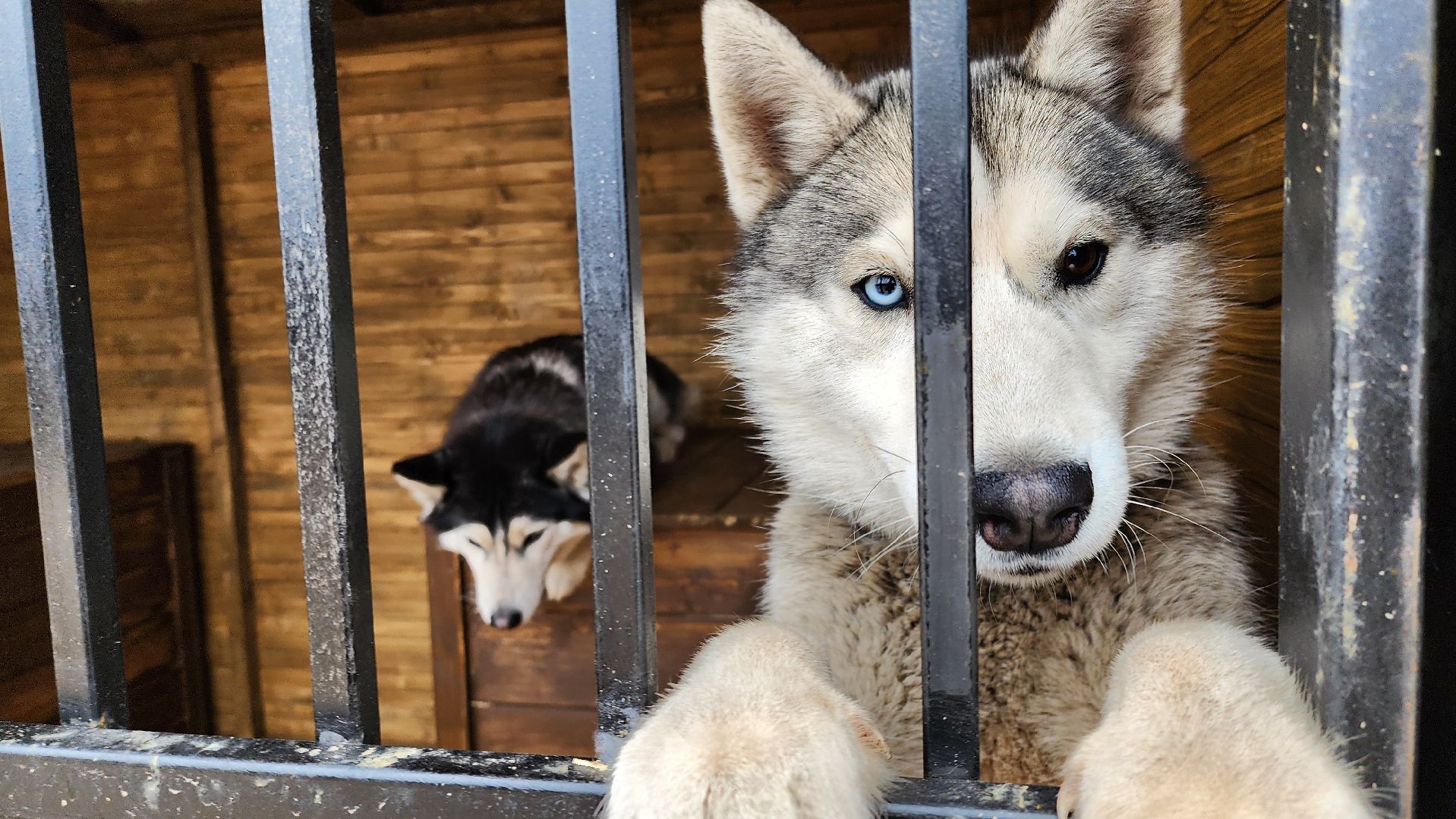 рузская аляска, хаски-деревня, хаски из белгорода, руза,