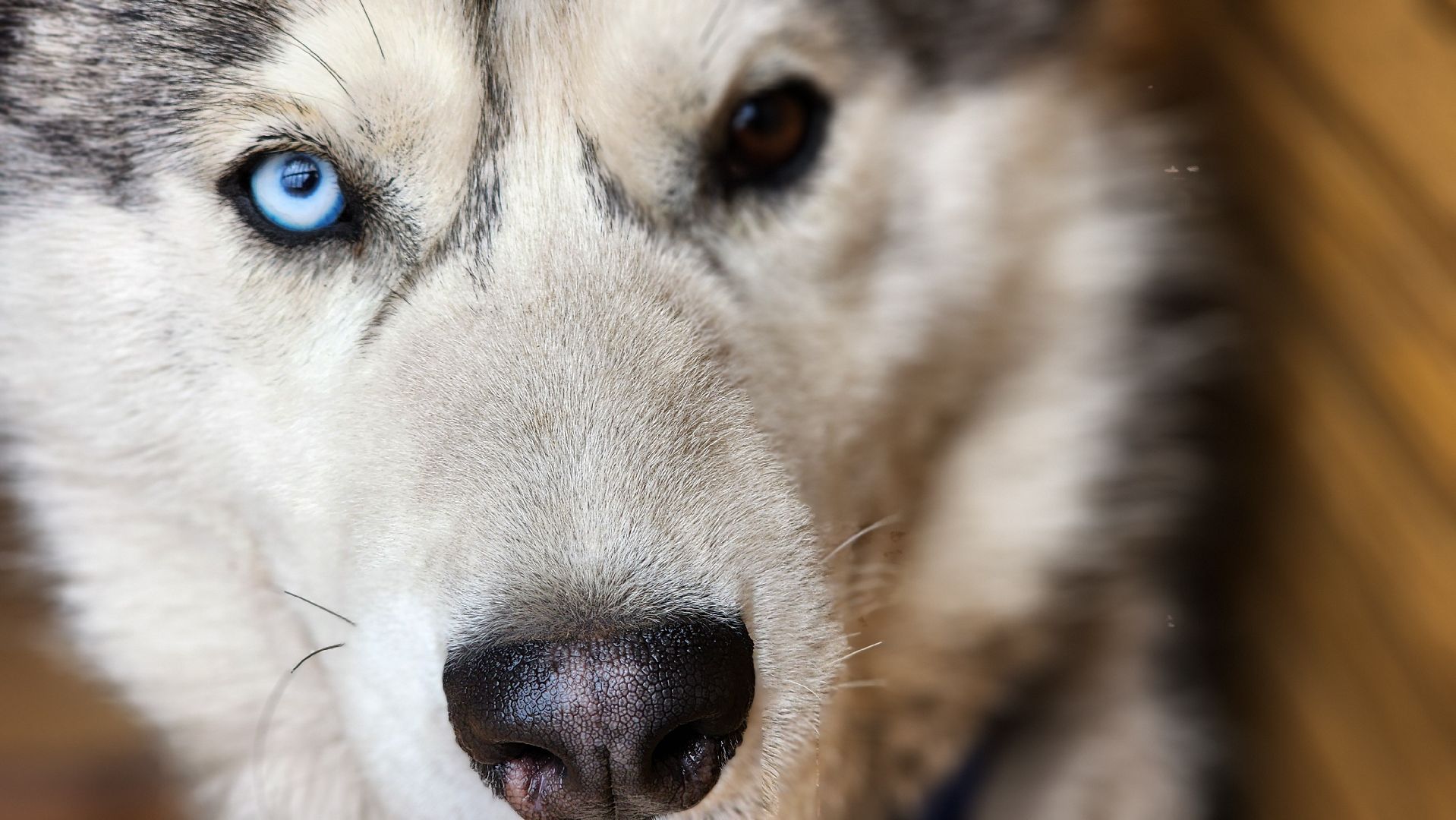 рузская аляска, хаски-деревня, хаски из белгорода, руза,
