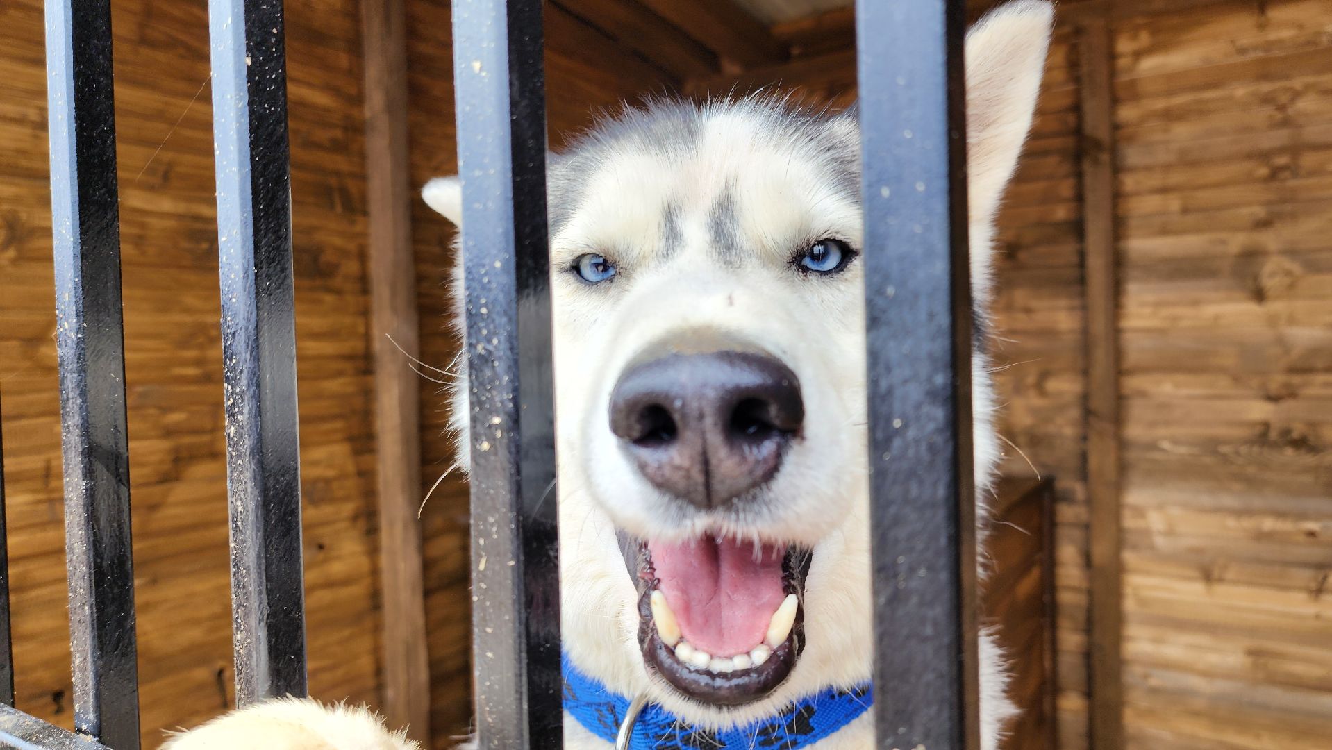 рузская аляска, хаски-деревня, хаски из белгорода, руза,