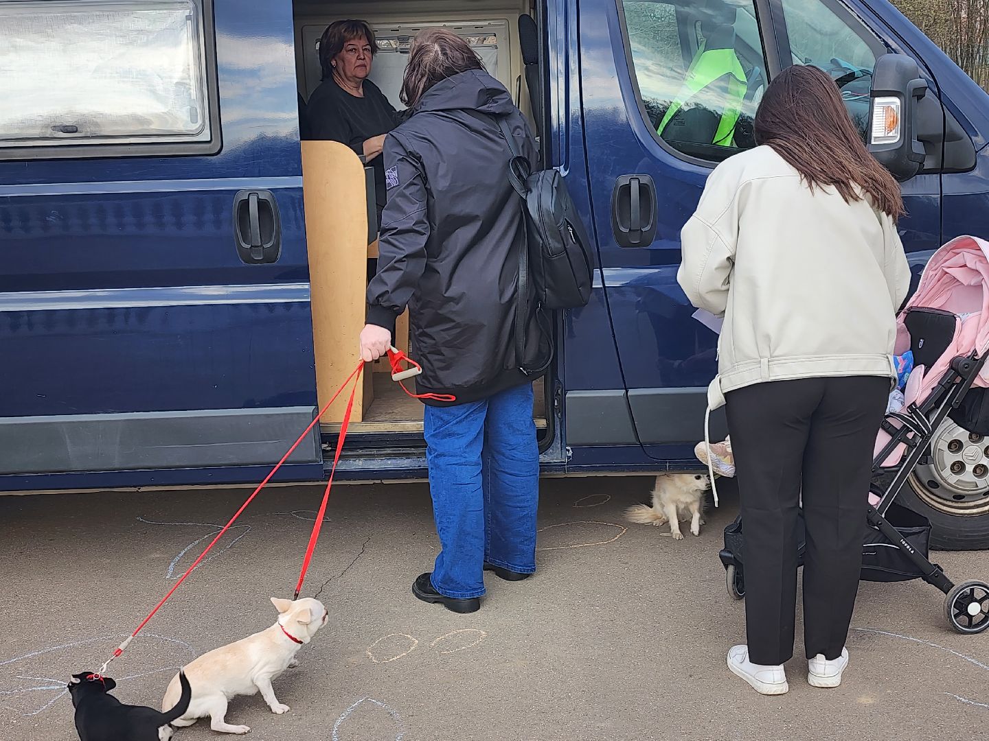 долгопрудный, чипирование домашних животных, вакцинация от бешенства, мобильный пункт вакцинации, парк на молодежной,